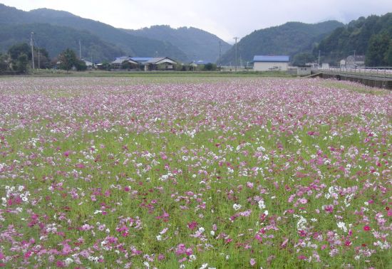 三間のコスモス